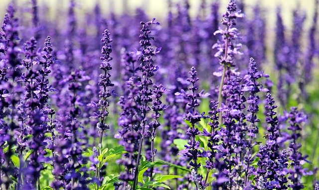 Hoa lavender sắc tím được gắn với sự thủy chung sâu sắc